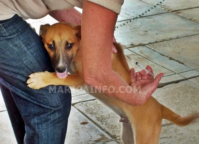 Maricá (RJ) define data para vacinação antirrábica em cães e gatos 8 vacinacao marica antirrabica