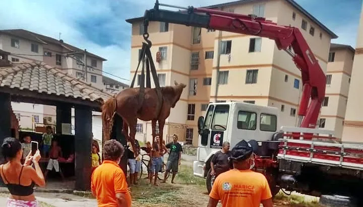 Maricá: Égua é resgatada no MCMV de Inoã 9 egua resgate mcmv