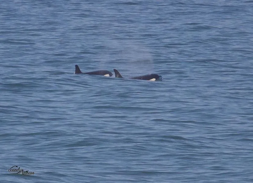Orcas são vistas nas praias de Maricá (RJ) 11 3A5B0756 FC9A 4971 9504 BAF2FD543E15