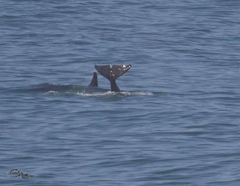 Orcas são vistas nas praias de Maricá (RJ) 10 B0DFFC26 E8A7 44CA 9ACC F01FD6572F36