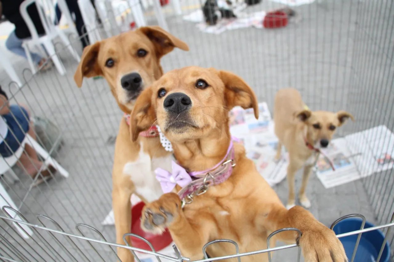 Maricá: Feira de adoção de animais acontece neste domingo (21/08) no shopping Boulevard 8 adocao animal marica