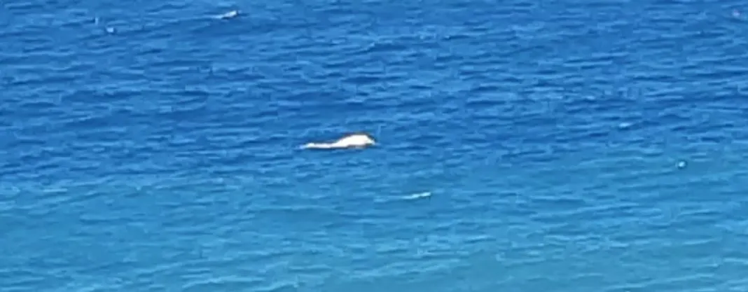 Baleia morta é avistada no litoral de Maricá 7 baleia morta 1068x417 1