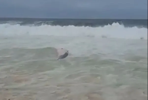 Baleia é encontrada morta em praia de Maricá 11 baleia1