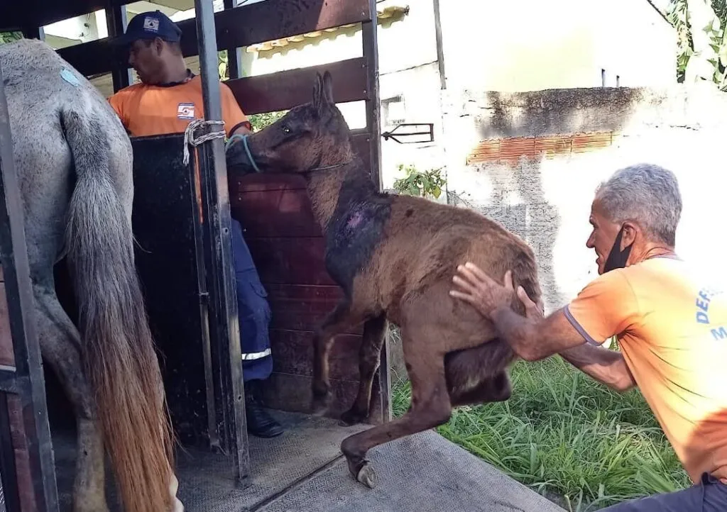 Maricá: Proteção Animal e Defesa Civil resgatam animais vítimas de maus-tratos 13 maustratos marica1