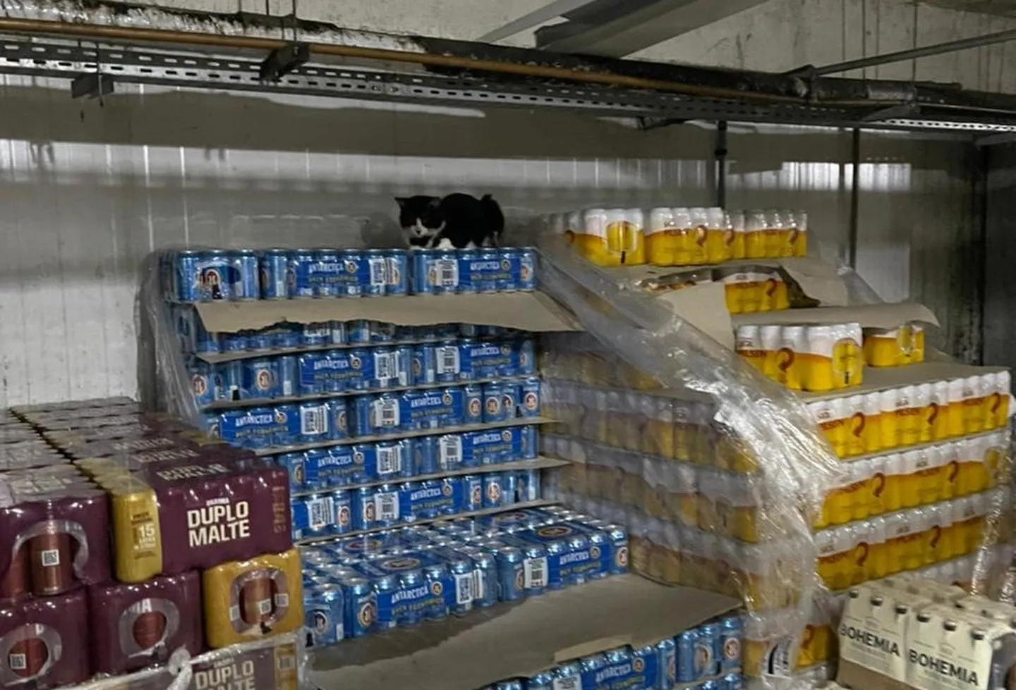 Maricá: Procon autua mercado após encontrar gatos em depósito 7 gatos mercado marica1