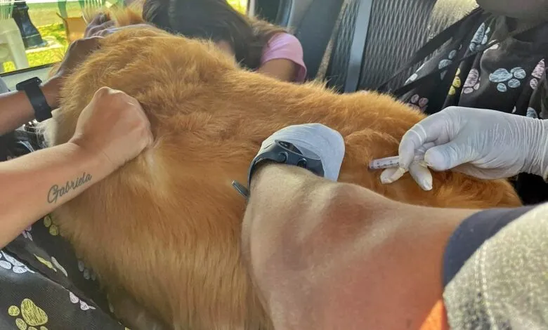 Maricá: Campanha de Vacinação Antirrábica Animal começa nos distritos Centro e Ponta Negra neste sábado (23) 8 vacinacao drive trhu 12