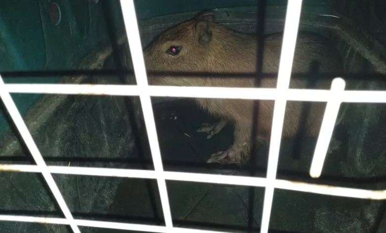 Maricá: Capivara é resgatada pela Guarda Municipal 6 capivara bambui