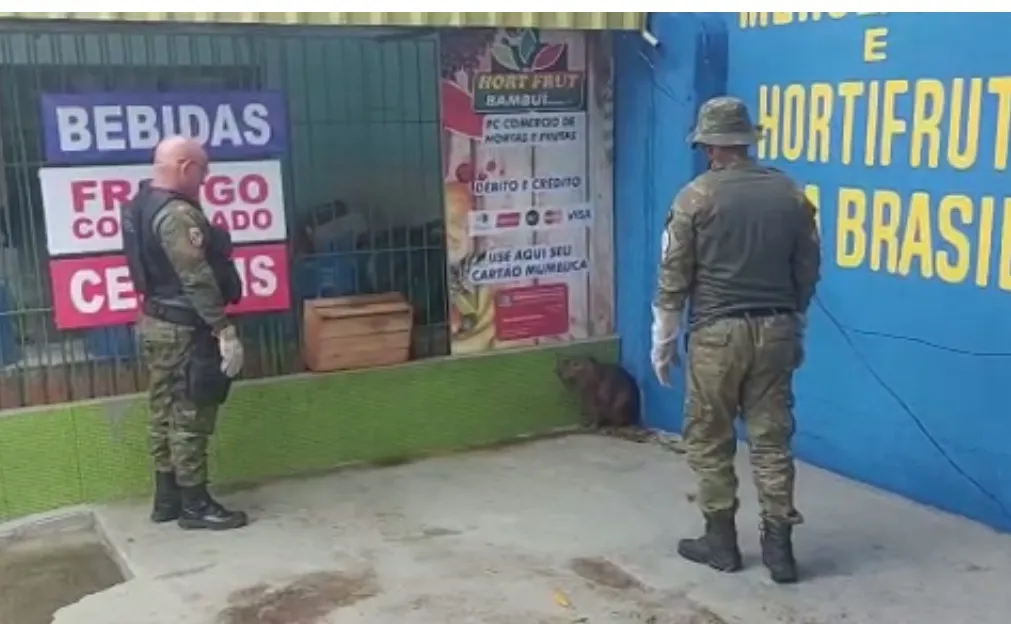 Maricá: Capivara é resgatada pela Guarda Municipal 7 capivara resgatada b