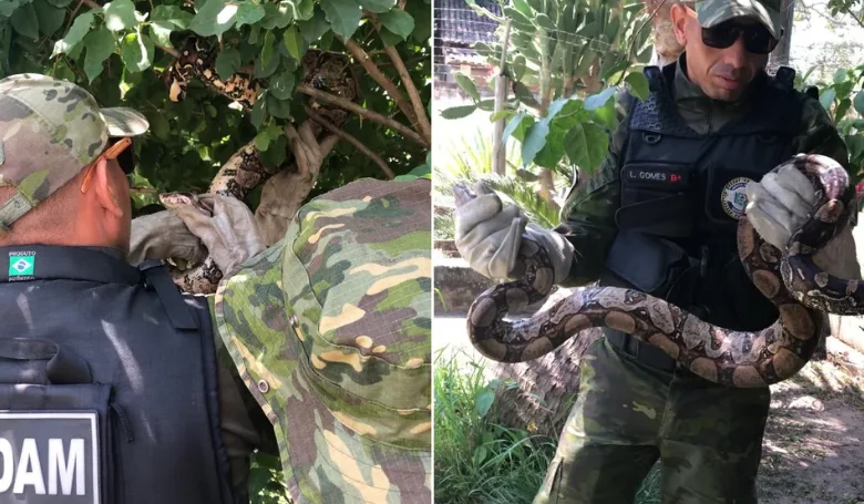 Jiboia de dois metros é resgatada em quintal de casa em Maricá 6 jiboia