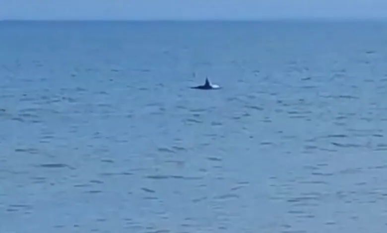 Orcas são avistadas em praias de Maricá neste fim de semana 8 IMG 8951