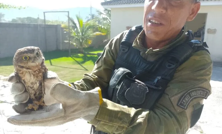 Guarda Municipal de Maricá resgata coruja-buraqueira em Itaipuaçu 7 coruja buraqueira