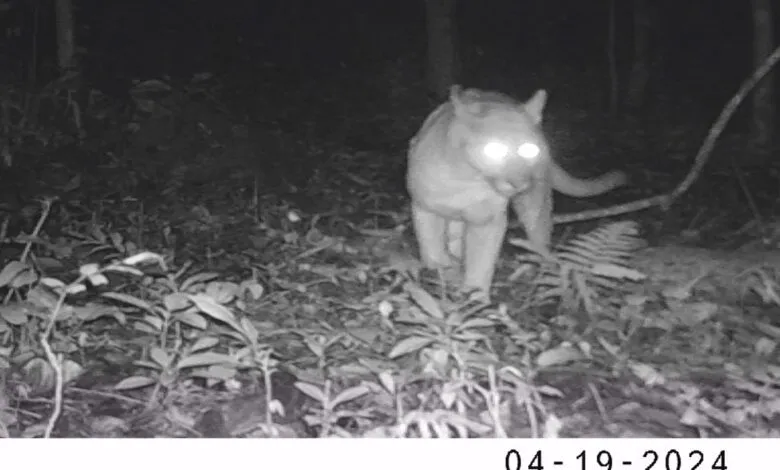 Onça-parda é flagrada novamente em Maricá (RJ) 8 onca parda marica es