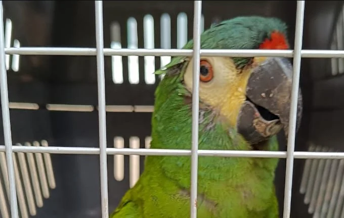 Arara vulnerável à extinção é resgatada em bairro de Maricá 10 arara