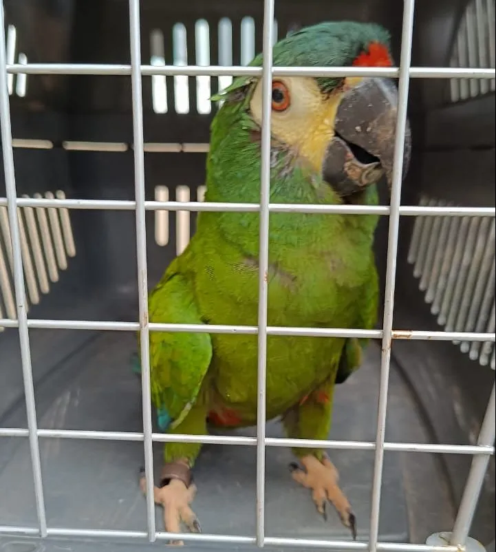 Arara vulnerável à extinção é resgatada em bairro de Maricá 11 arara1