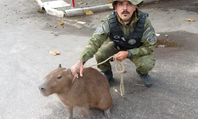 Guarda Municipal de Maricá resgata capivara após animal entrar em residência 7 capivara