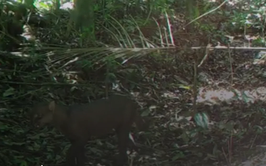 Maricá faz segundo flagrante de animal ameaçado de extinção por câmeras de monitoramento; saiba mais! 7 gato mourisco e1732802480154