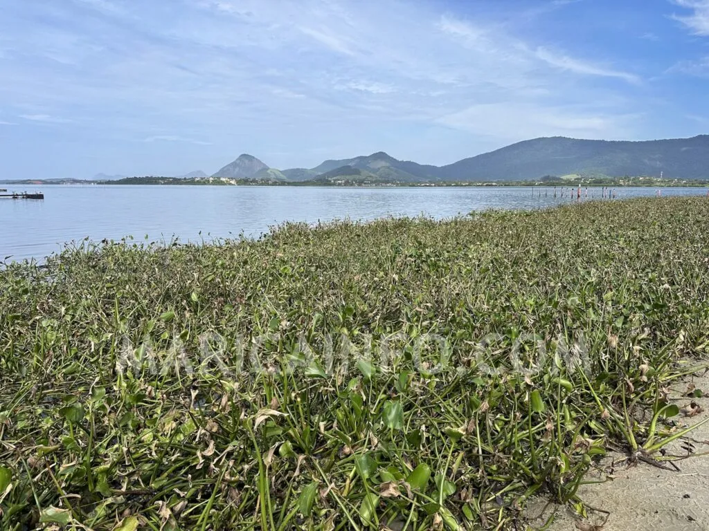 Maricá: Lagoa de Araçatiba amanhece repleta de gigogas 12 gigogas aracatiba 2024 lagoa