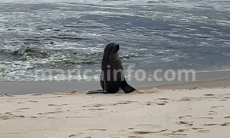 Lobo-marinho Joca aparece em praia de Maricá (RJ) 7 marinho lobo ita