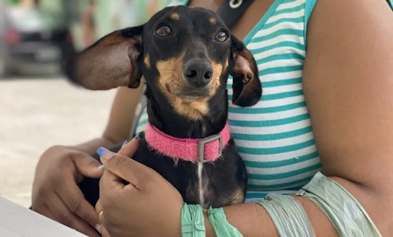 Maricá reabre inscrições para castração de cães e gatos; confira! 9 castracao caes Foto Marcos Fabricio