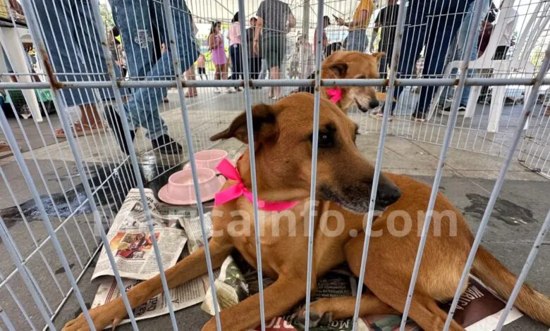 Maricá aposta na adoção responsável para combater o abandono de animais 9 Caes e gatos feira adocao
