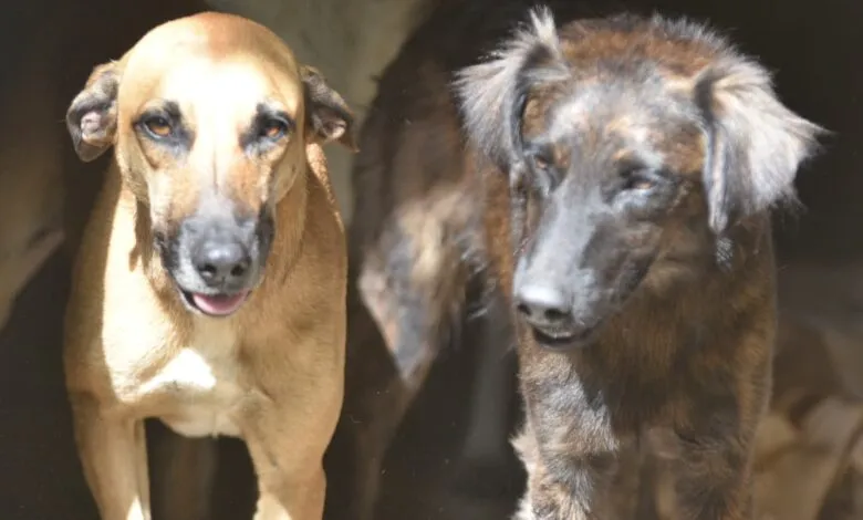 Maricá: Cães resgatados em Araçatiba serão colocados para adoção responsável 10 caes araca
