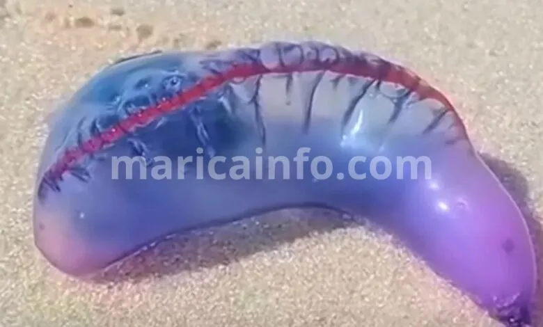 Caravela-portuguesa é registrada em praia de Maricá e Defesa Civil emite alerta 6 caravela
