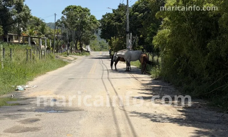 Cavalos soltos colocam motoristas em risco em bairro de Maricá (RJ) 9 pindobas animais rua